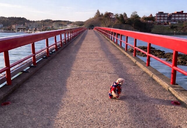東北地方へ愛犬と旅行に行きました