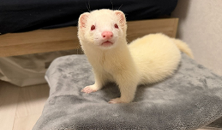 我が家のペット、フェレットを紹介します✨