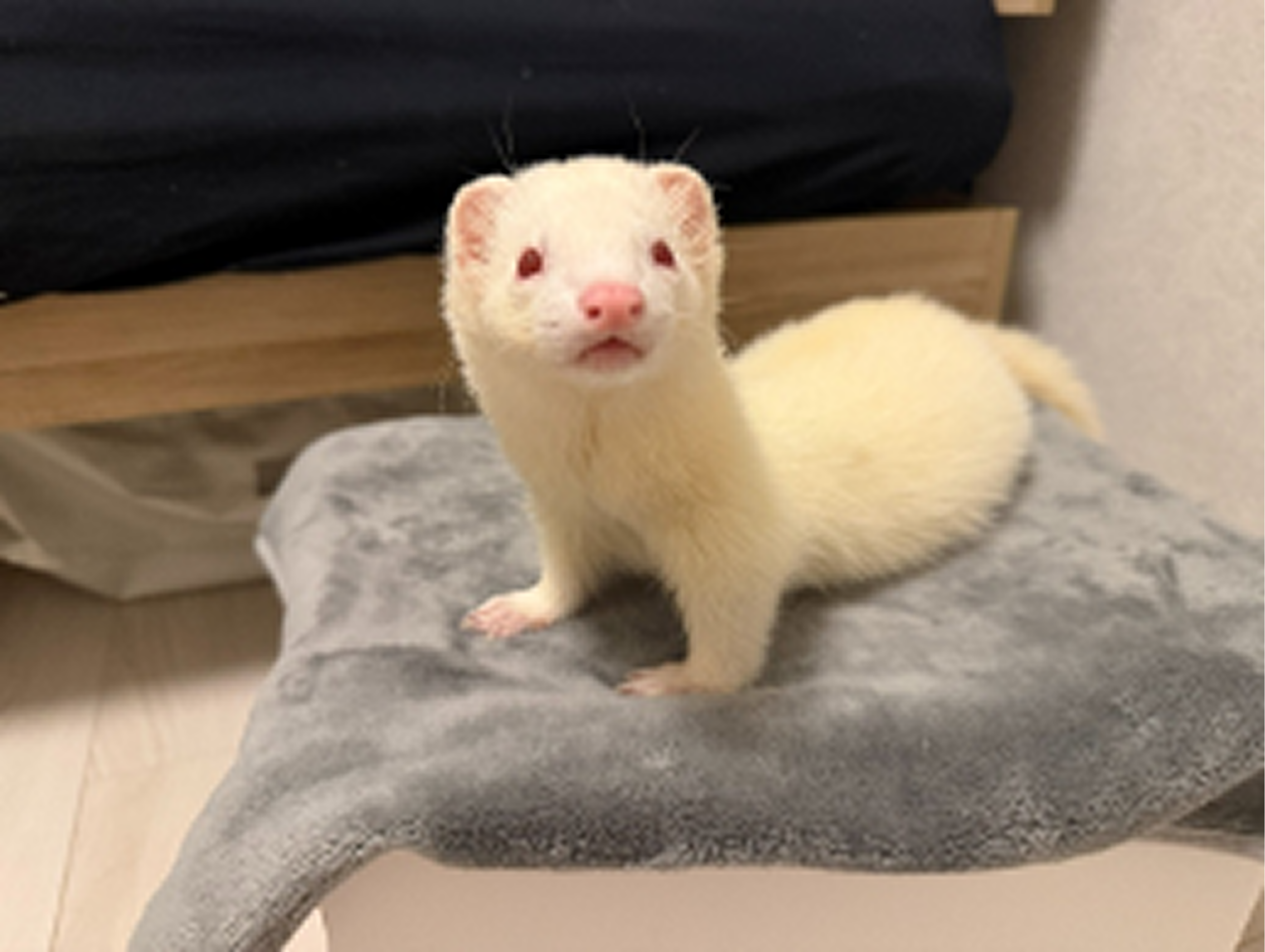 フェレット